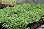 Buy Groundcover plants