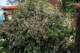 Abelia x grandiflora 'Nana'