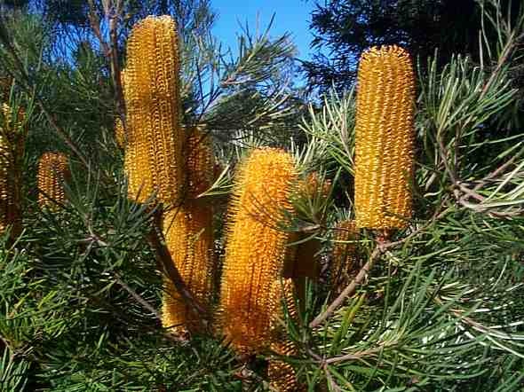 Banksia spinulosa 'Collina'