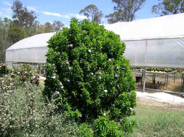 Brunfelsia latifolia 'Compact Form'