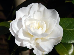 Camellia sasanqua 'Pure Silk'