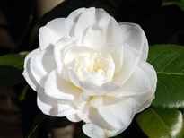 Camellia sasanqua 'Pure Silk' POS photo