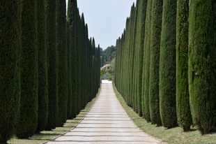 Italian Cypress 'WA Form'