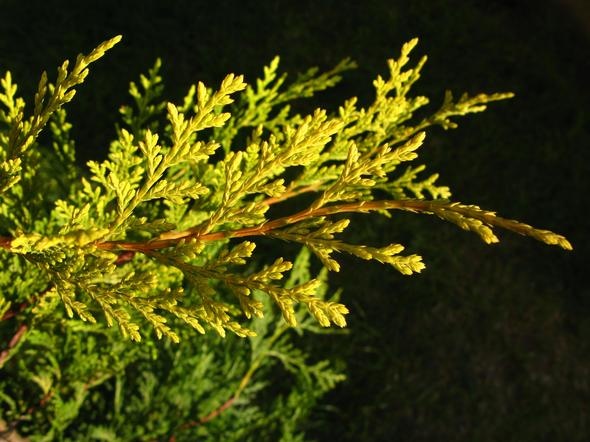 Cupressus x leylandii 'Castlewellan Gold'