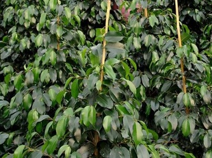 Ficus benjamina 'Midnight Beauty' PBR