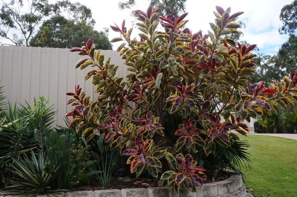 Ficus elastica 'Ruby'
