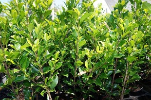 Ficus microcarpa 'Emerald'