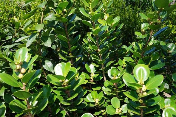 Ficus microcarpa 'Green Island'