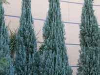 Juniperus scopulorum 'Blue Heaven' POS photo
