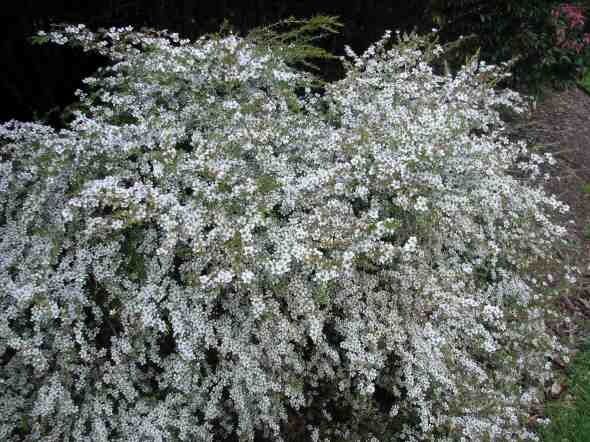 Leptospermum polygalifolium 'Cardwell'