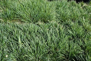 Deschampsia cespitosa 'Echidna Grass'