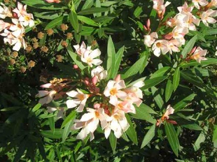 Nerium oleander 'Dwarf Apricot'