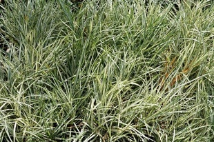 Mondo Grass Variegated