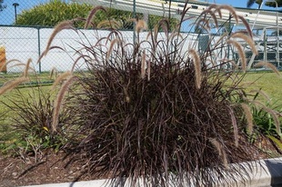 Dwarf Purple Fountain Grass