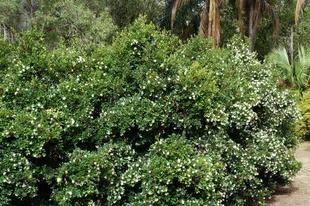 Syzygium australe 'Resilience'