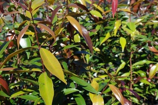 Waterhousea floribunda
