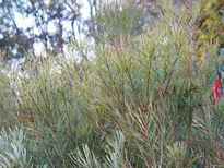 Banksia spinulosa 'Collina' stock photo