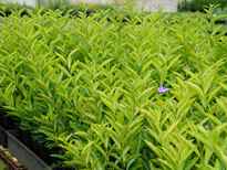 Brunfelsia latifolia stock photo