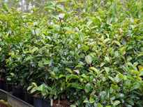 Camellia sasanqua 'Pure Silk' stock photo