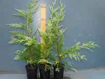 Cupressus x leylandii 'Leighton Green' stock photo