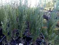 Juniperus scopulorum 'Blue Heaven' stock photo