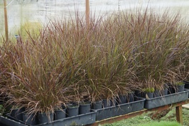 Dwarf Purple Fountain Grass: $4.80