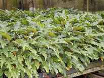 Philodendron 'Xanadu' stock photo