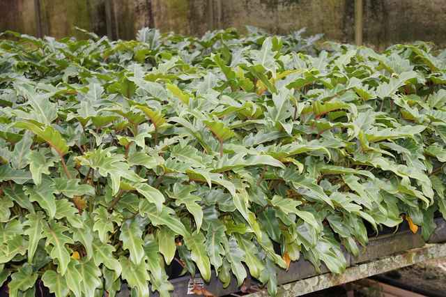 Philodendron 'Winterbourne': $6.80