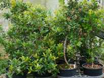 Syzygium paniculatum 'Superior' stock photo
