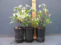 Trachelospermum jasminoides 'Tricolor' stock photo