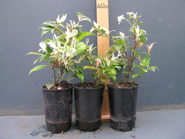 Trachelospermum jasminoides 'Tricolor': $6.80
