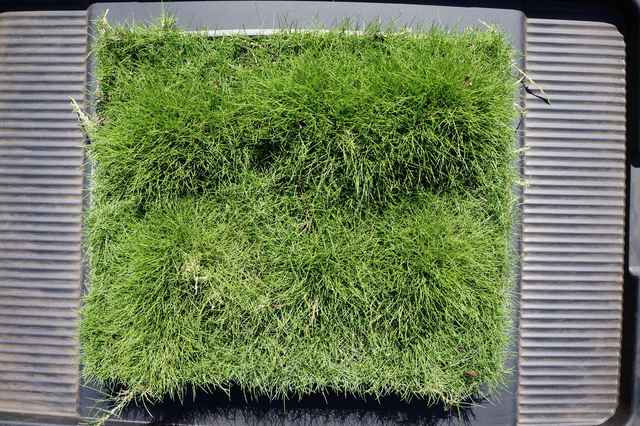 Buy Korean Velvet Grass (Zoysia tenuifolia), Sydney | Melbourne Where To Buy Korean Velvet Grass